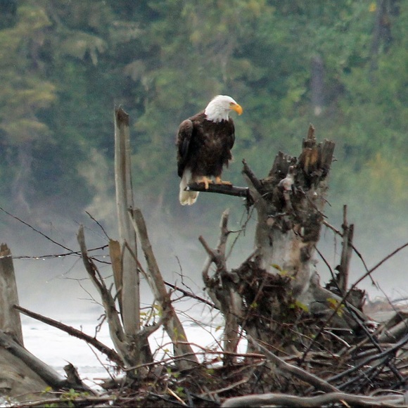 Meet your Posher, Laura - Picture 5 of 10